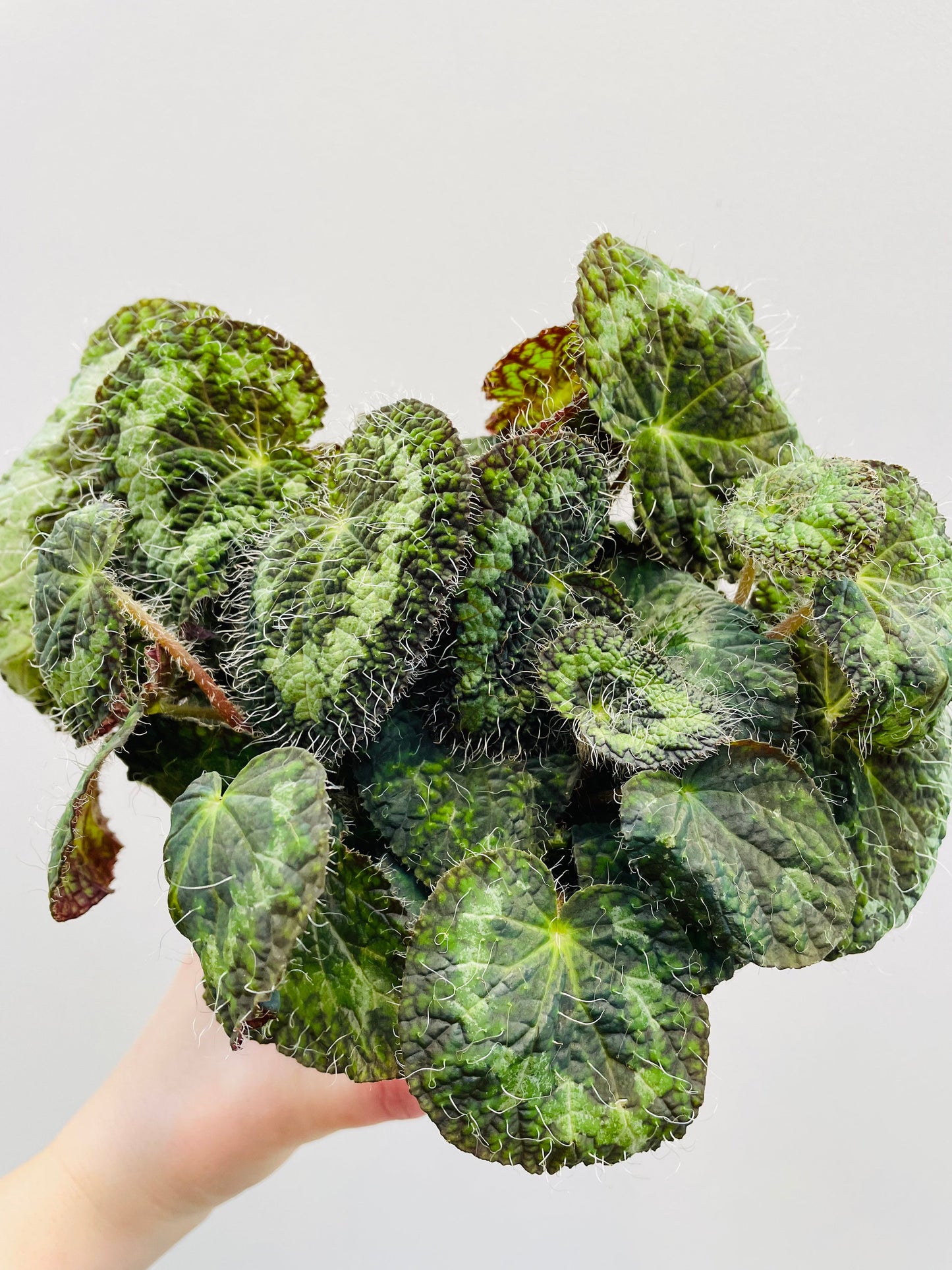 Bilde av Begonia sizemoreae, 12 cm terracotta potte-Spanne Plantesalg