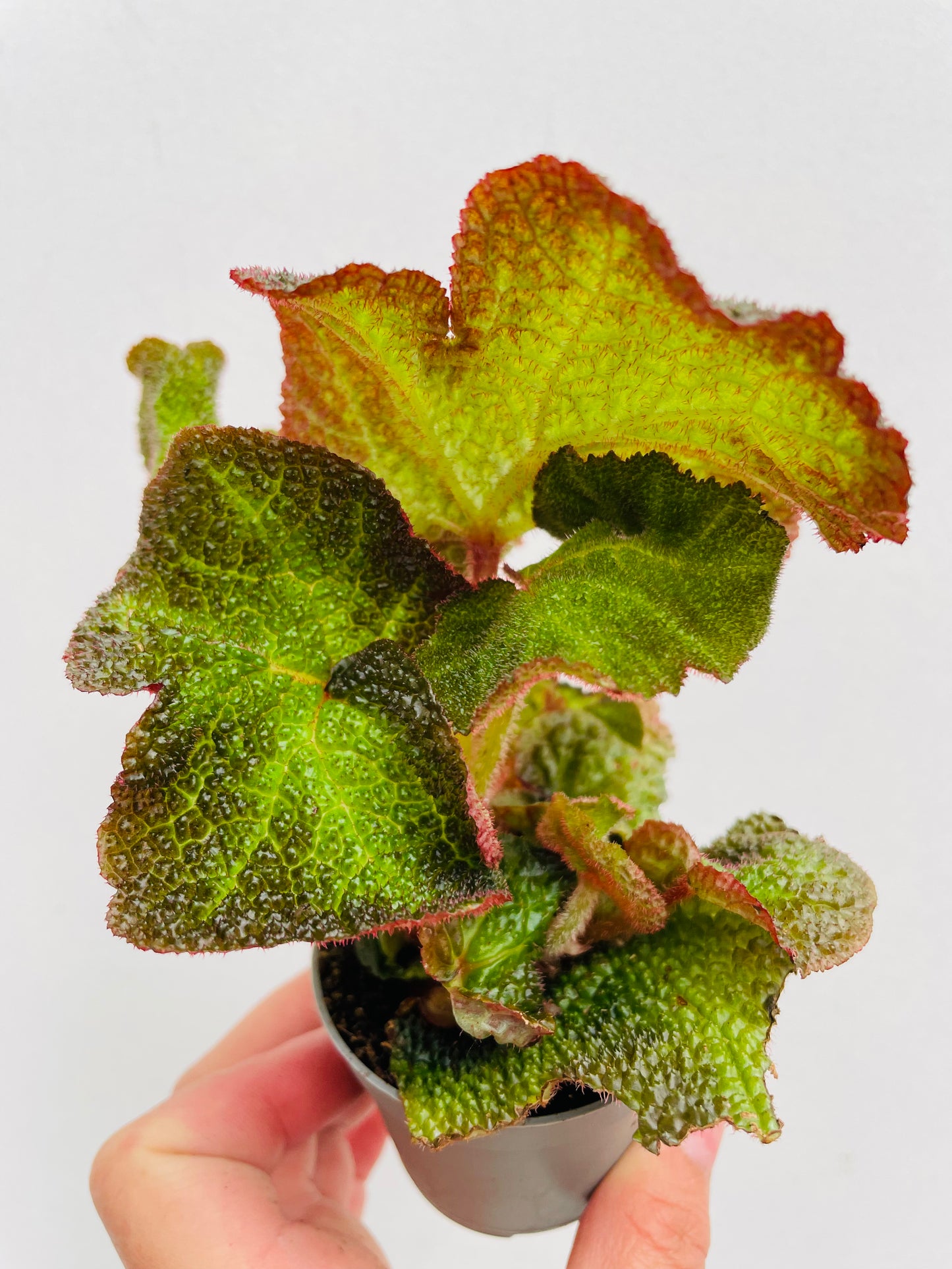 Begonia soli mutata