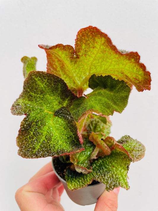 Bilde av Begonia soli mutata-Spanne Plantesalg