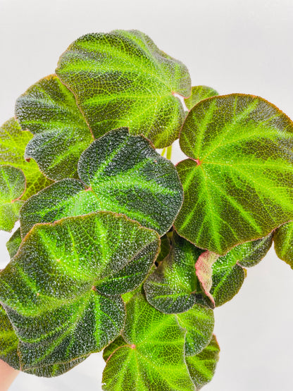 Bilde av Begonia soli mutata-Spanne Plantesalg