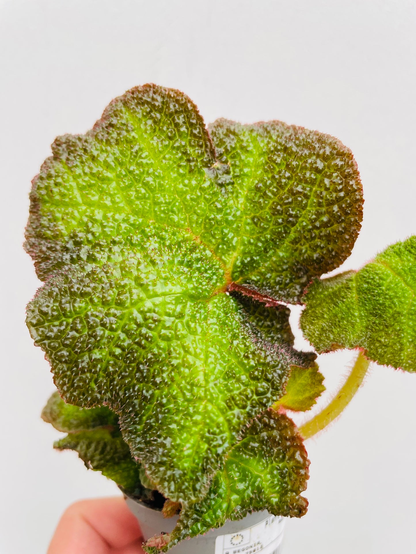 Begonia soli mutata