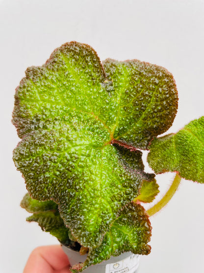 Begonia soli mutata
