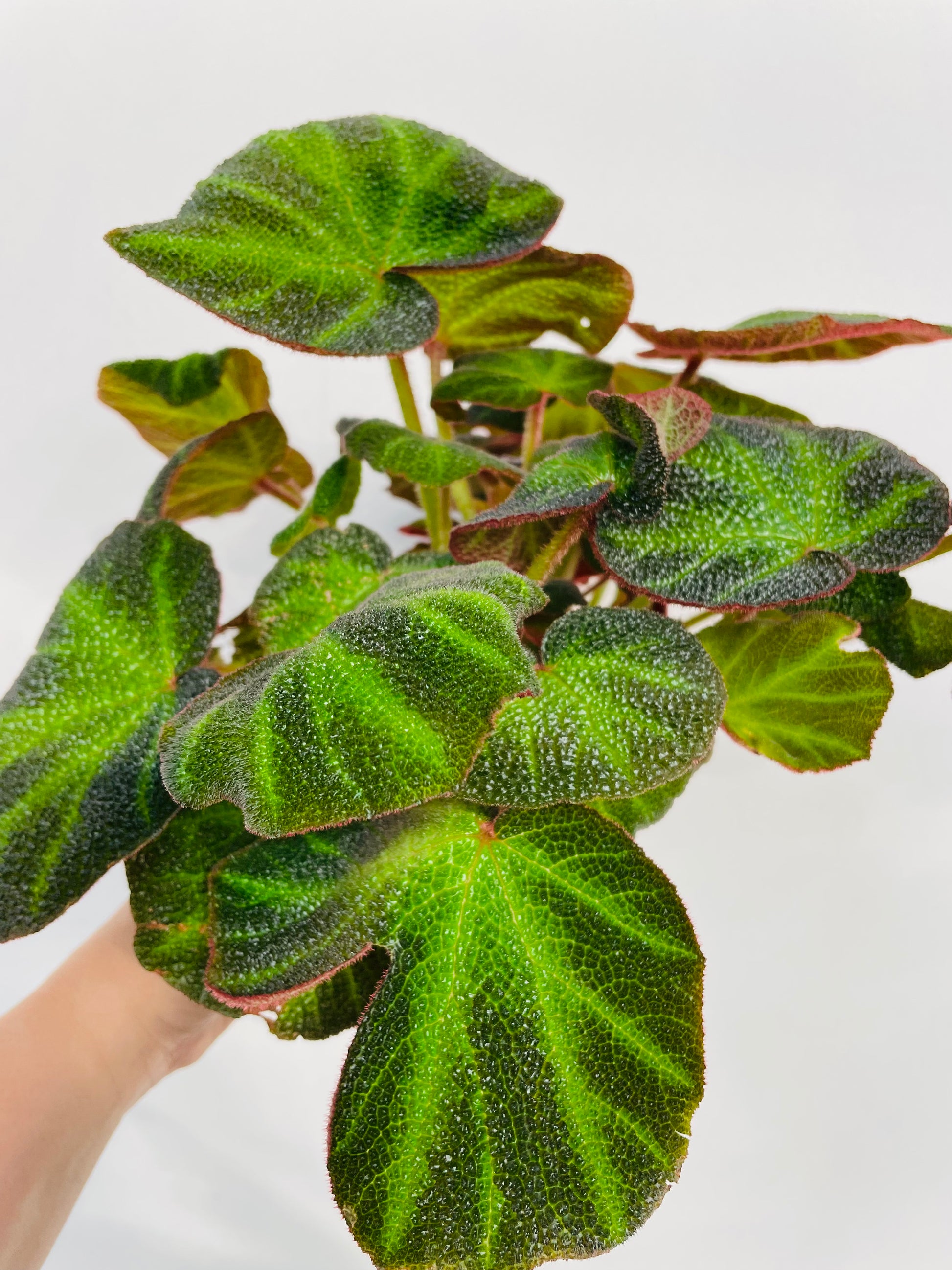Bilde av Begonia soli mutata-Spanne Plantesalg