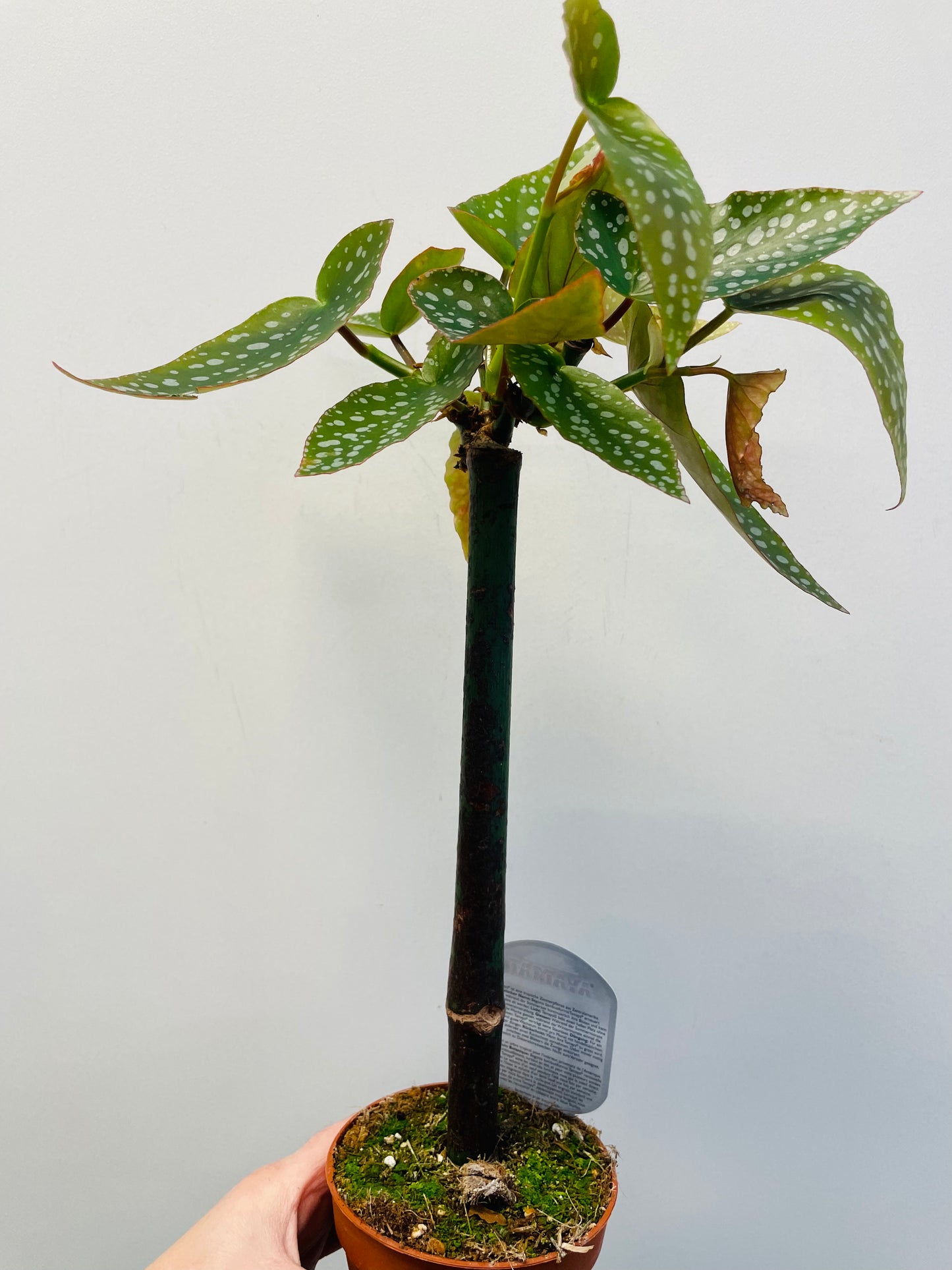 Bilde av Begonia ‘Tamaya’-Spanne Plantesalg