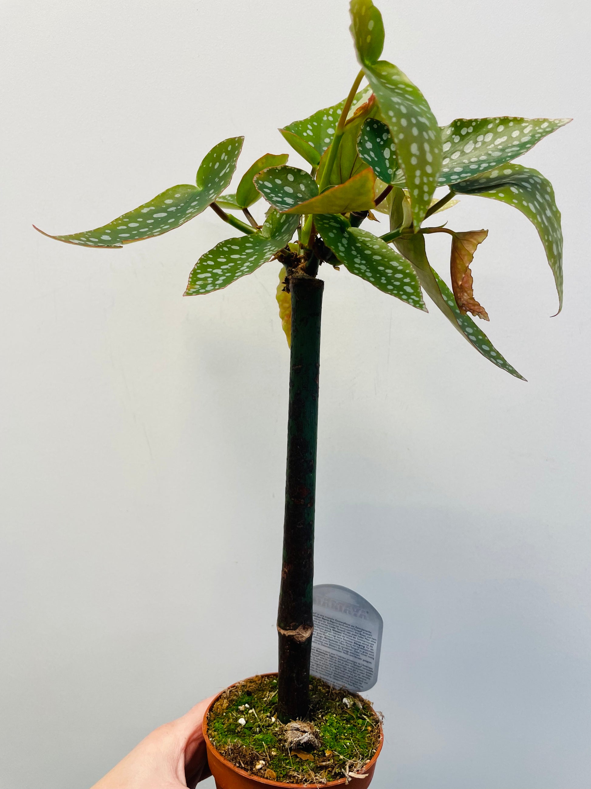 Bilde av Begonia ‘Tamaya’-Spanne Plantesalg