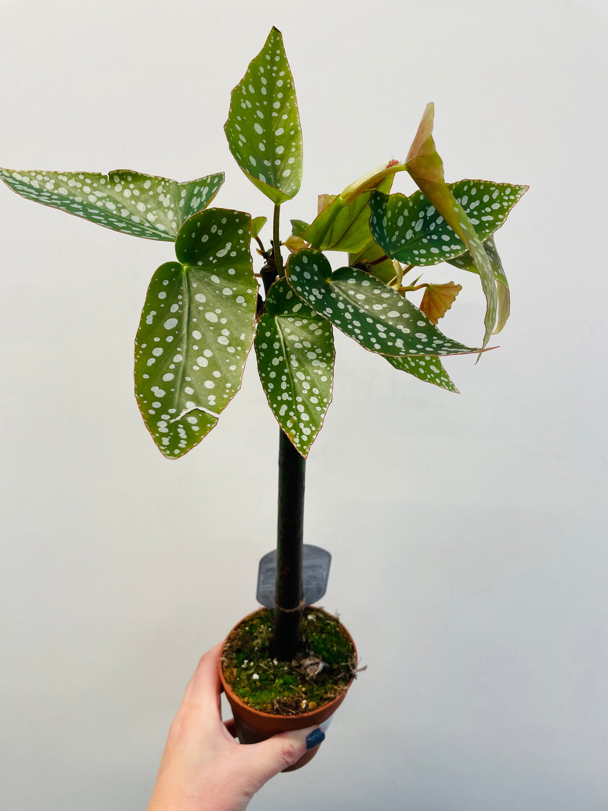 Bilde av Begonia ‘Tamaya’-Spanne Plantesalg