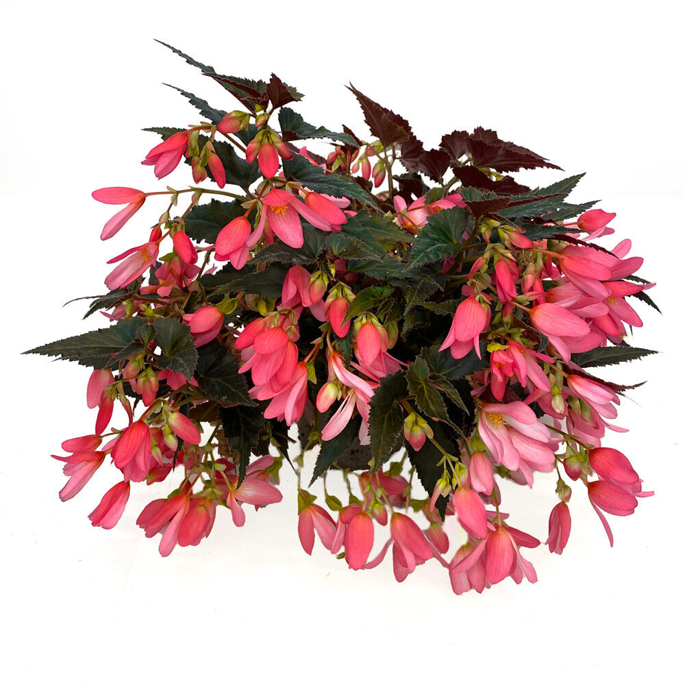 Bilde av Begonia Trailing Hot Pink Imp. Pris pr 2 stk-Spanne Plantesalg