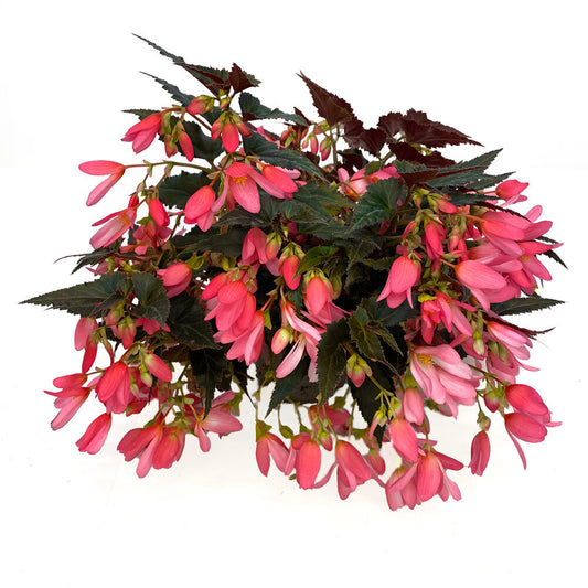 Bilde av Begonia Trailing Hot Pink Imp. Pris pr 2 stk-Spanne Plantesalg