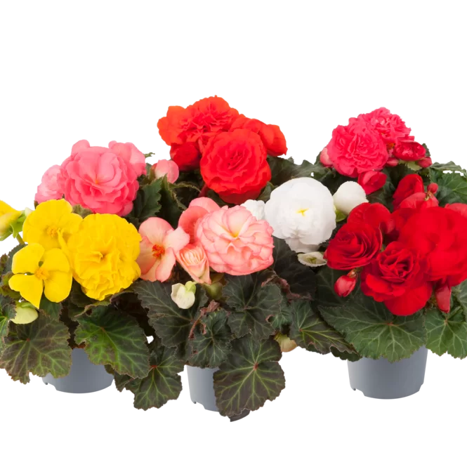 Bilde av Begonia tub. Nonstop Mix Impr. Pris pr 2 stk-Spanne Plantesalg