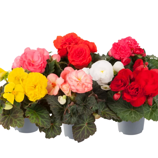 Bilde av Begonia tub. Nonstop Mix Impr. Pris pr 2 stk-Spanne Plantesalg