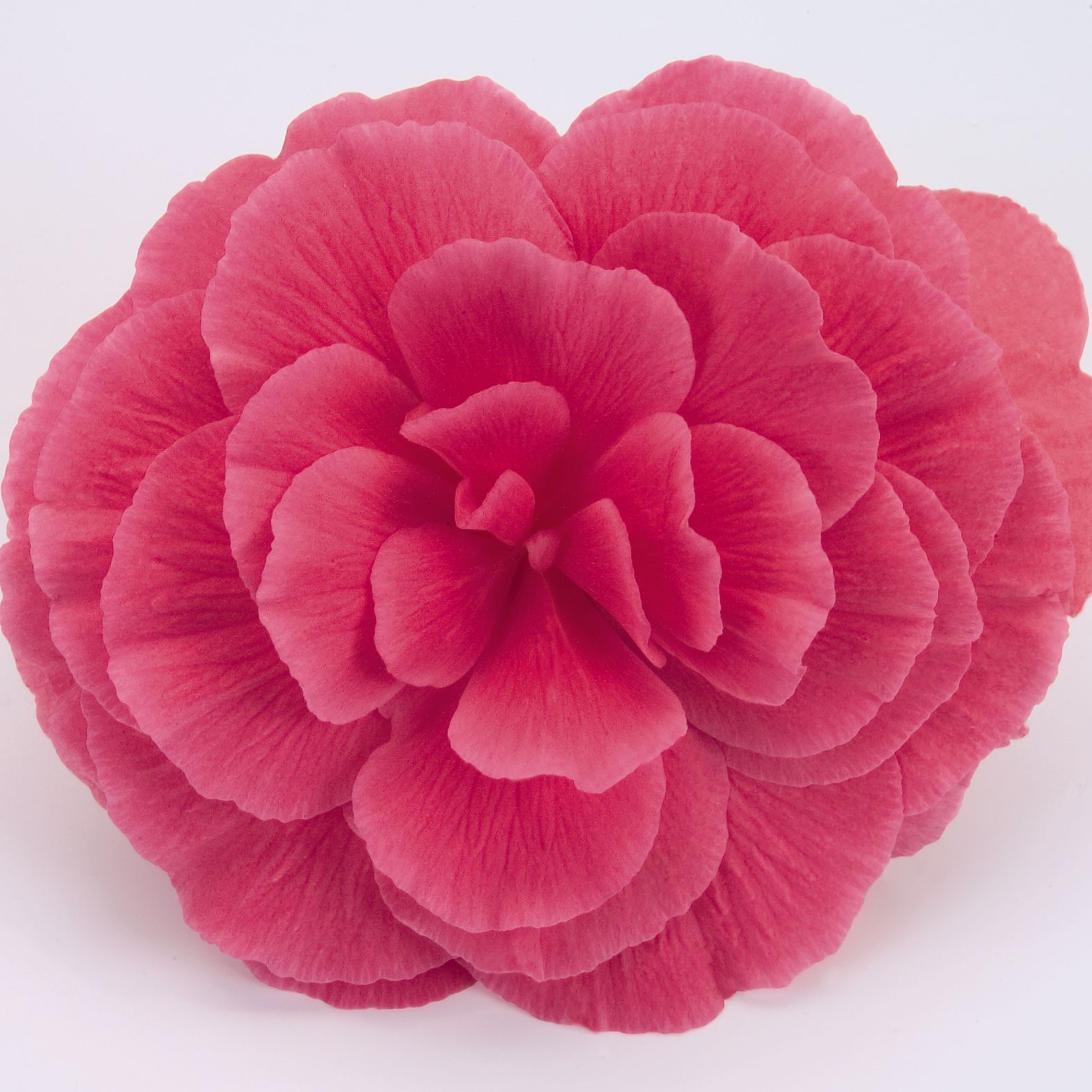 Bilde av Begonia tub. Nonstop Mocca Light Pink Shades Pris pr 2 stk-Spanne Plantesalg