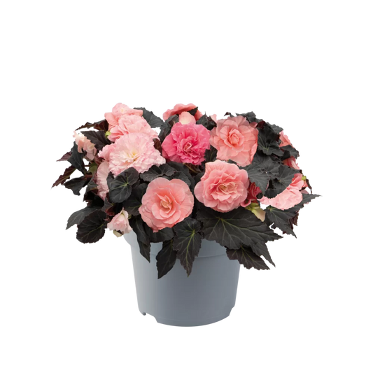 Bilde av Begonia tub. Nonstop Mocca Light Pink Shades Pris pr 2 stk-Spanne Plantesalg