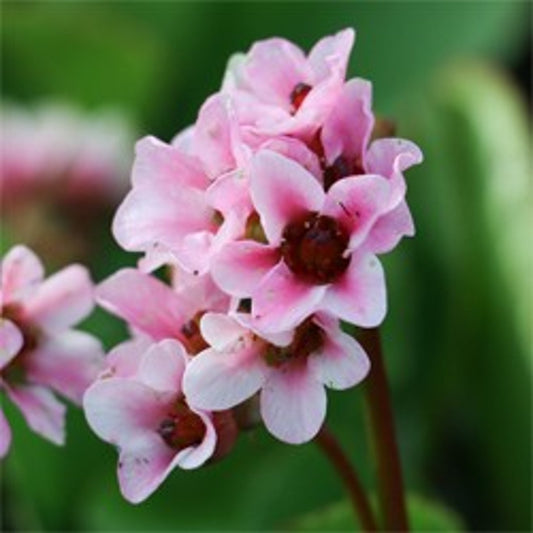 Bilde av Bergenia cordifolia Harzkristall-Spanne Plantesalg