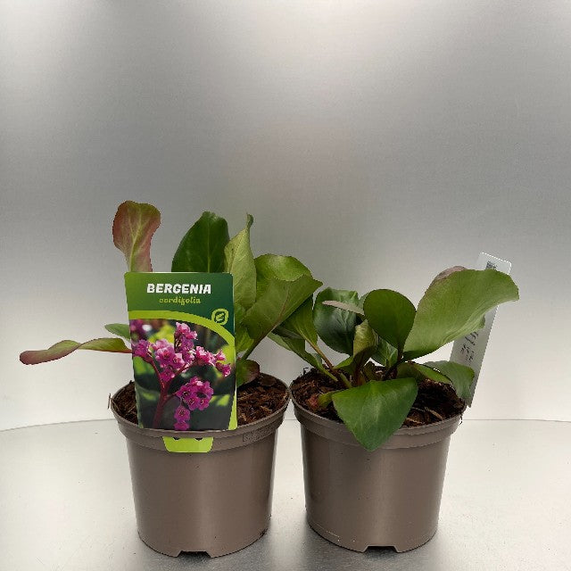 Bilde av BERGENIA CORDIFOLIA-Spanne Plantesalg