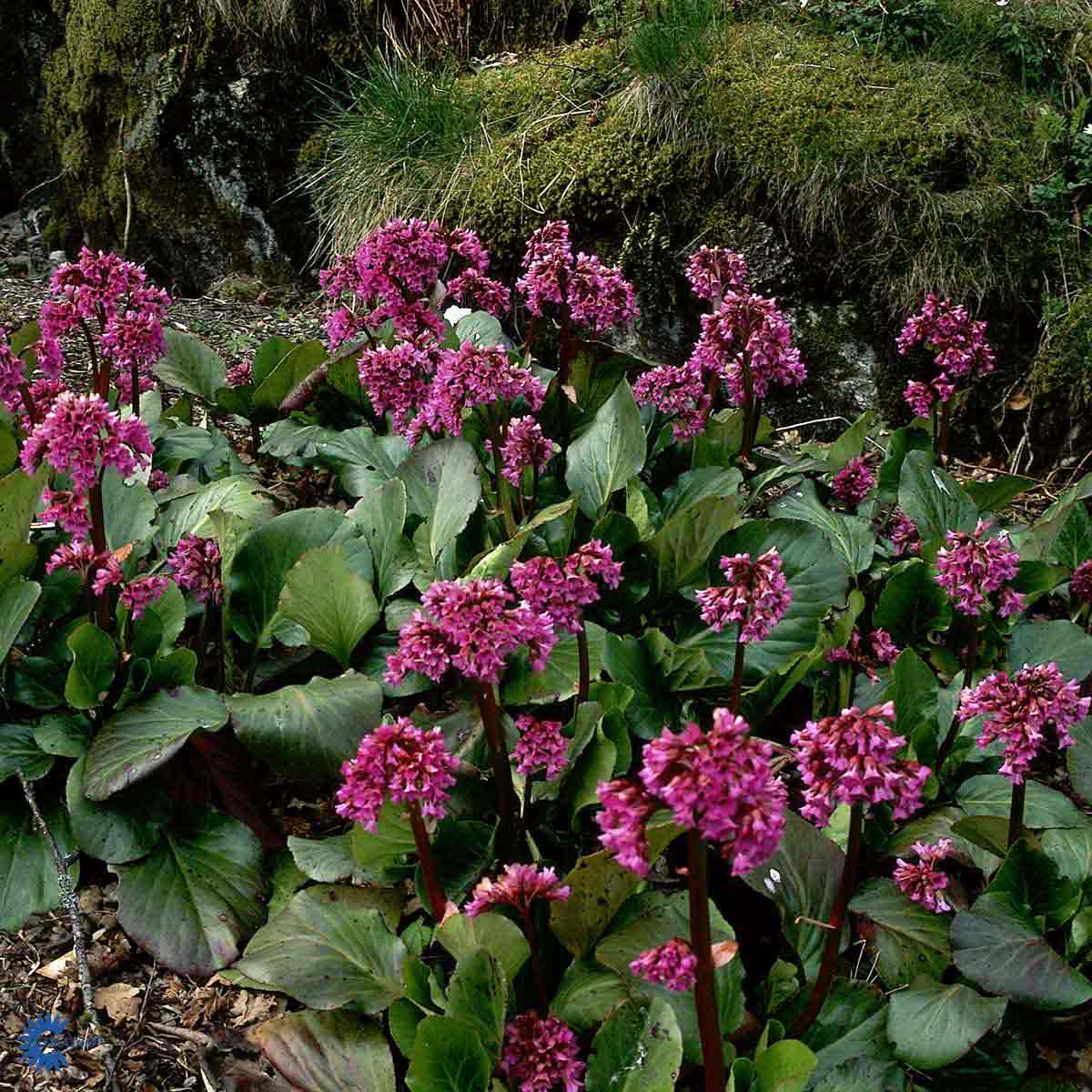 Bilde av Bergenia cordifolia-Spanne Plantesalg