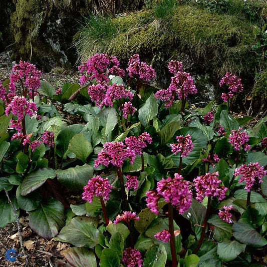 Bilde av Bergenia cordifolia-Spanne Plantesalg