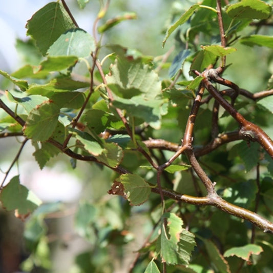 Bilde av Betula p. 'Spider Alley' ®-Spanne Plantesalg