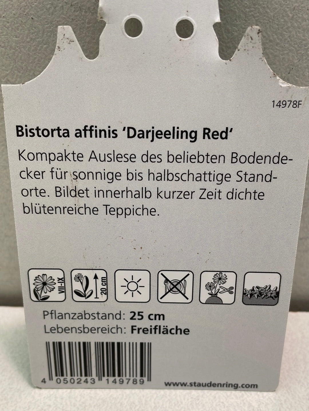 Bilde av Bistora affinis darjeeling red-Spanne Plantesalg