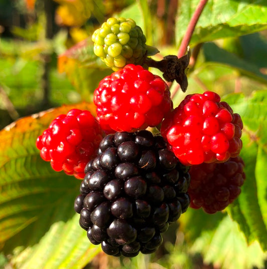 Bilde av Bjørnebær NAVAHO® BIGandEARLY®-Spanne Plantesalg