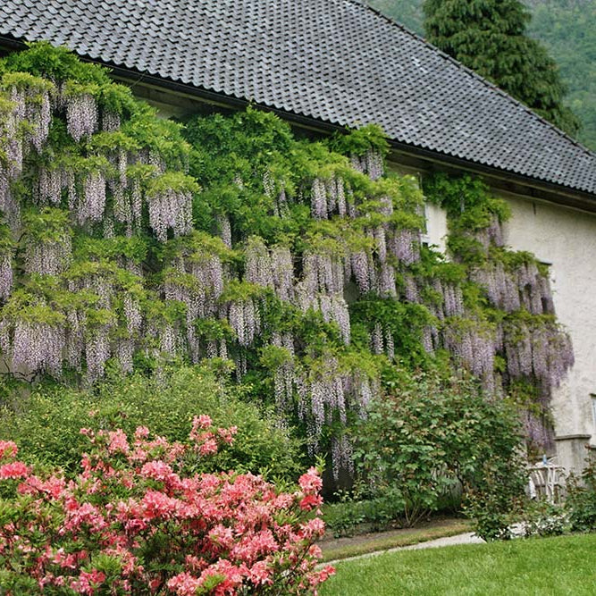 Bilde av Wisteria sinensis 'Prolific'-Spanne Plantesalg