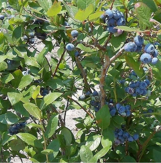 Bilde av Blåbær Bluecrop®-Spanne Plantesalg