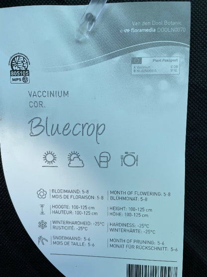 Bilde av Vaccinium cor. 'Bluecrop'-Spanne Plantesalg
