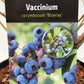 Bilde av Vaccinium corymbosum ‘Blueray’ 18 cm potte-Spanne Plantesalg
