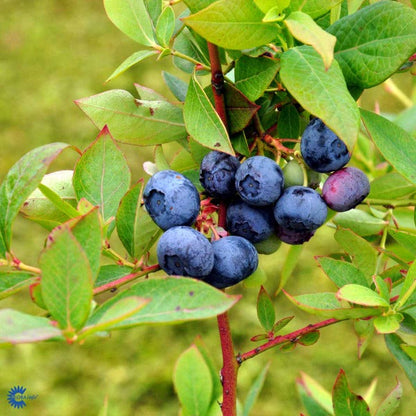 Bilde av Vaccinium cor. 'Duke'-Spanne Plantesalg