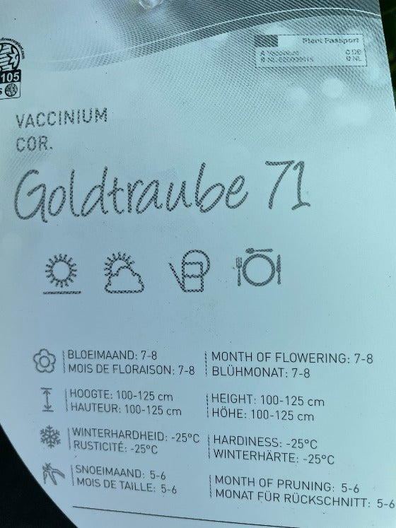 Bilde av Vaccinium cor. 'Goldtraube 71'-Spanne Plantesalg