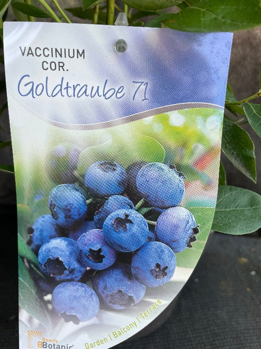 Bilde av Vaccinium cor. 'Goldtraube 71'-Spanne Plantesalg