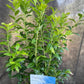 Bilde av Vaccinium cor. 'Hortblue Petite'-Spanne Plantesalg