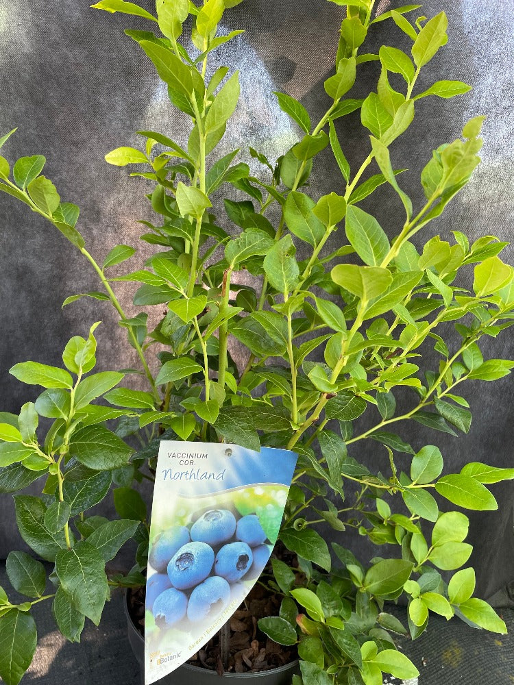 Bilde av Vaccinium cor. 'Northland'-Spanne Plantesalg