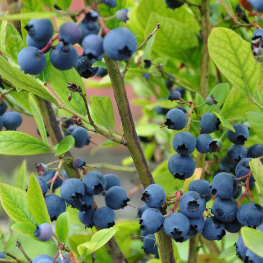 Bilde av Blåbær Vaccinium cor. 'Pioneer'-Spanne Plantesalg