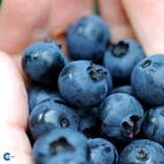 Bilde av Blåbær Polaris-Spanne Plantesalg