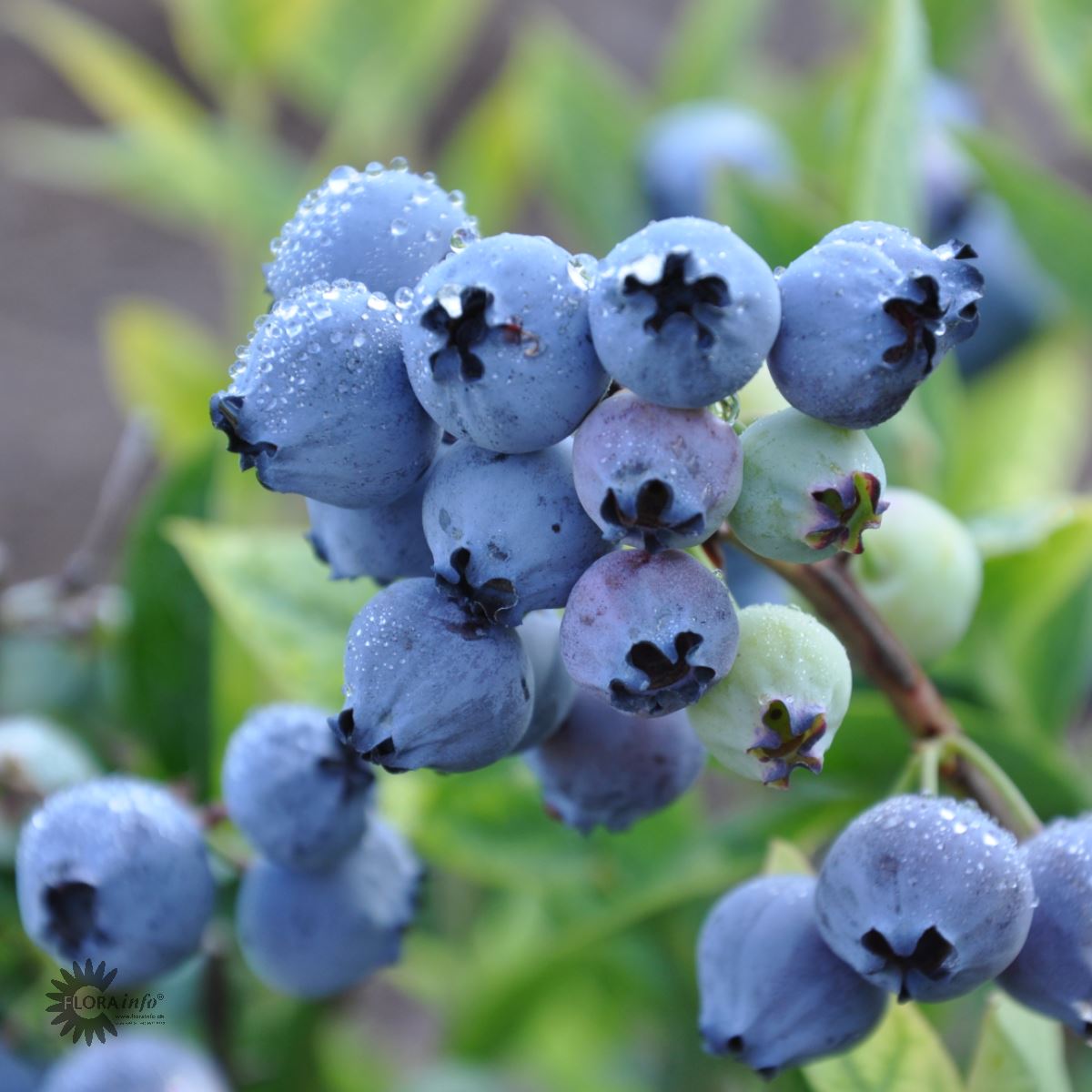 Bilde av Blåbær Vaccinium cor. 'Bluegold'-Spanne Plantesalg