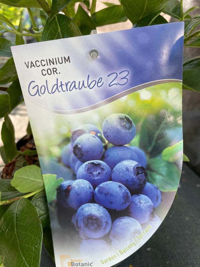 Bilde av Vaccinium cor. 'Goldtraube 23'-Spanne Plantesalg