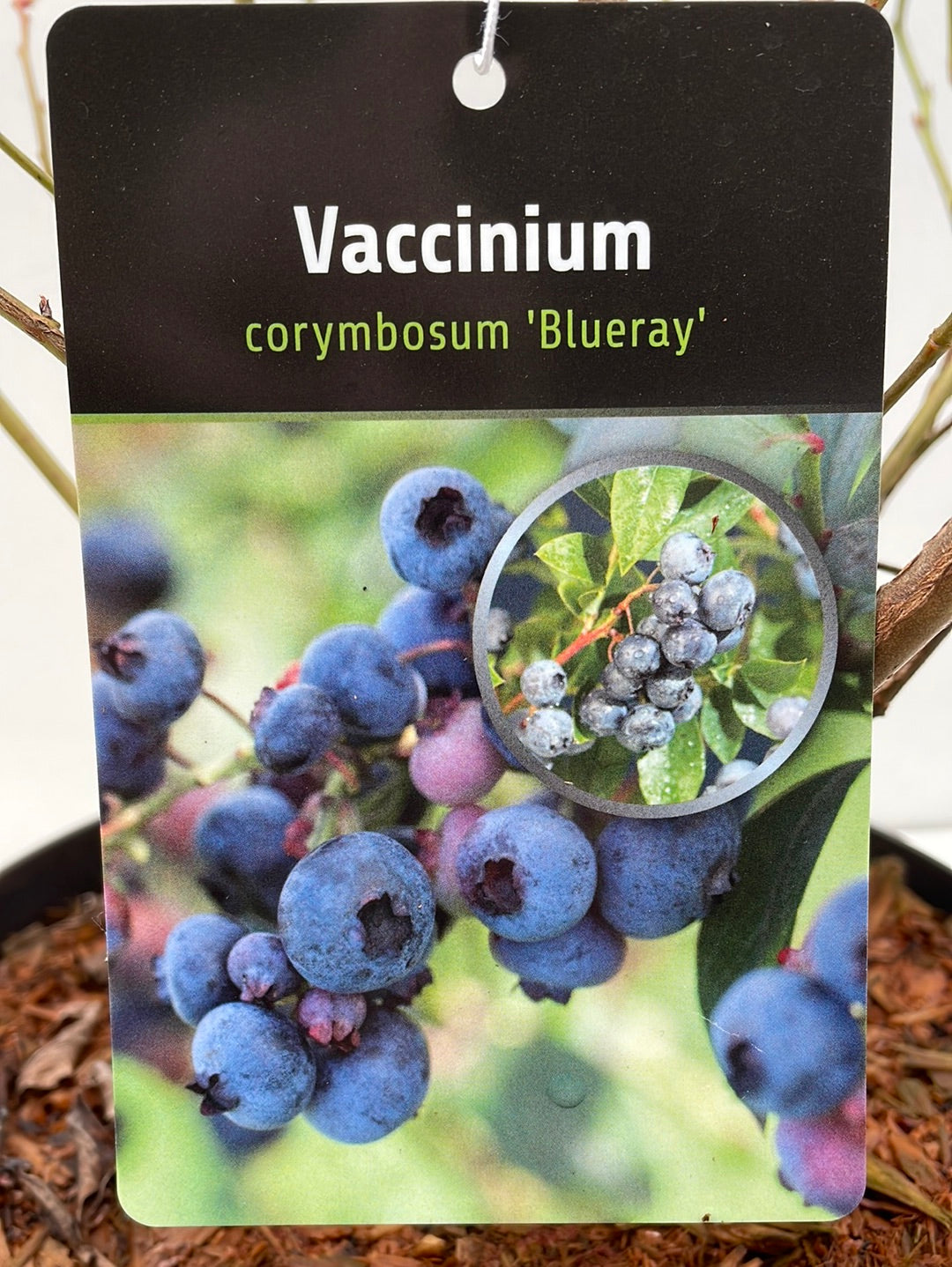 Bilde av Vaccinium corymbosum ‘Blueray’ 18 cm potte-Spanne Plantesalg