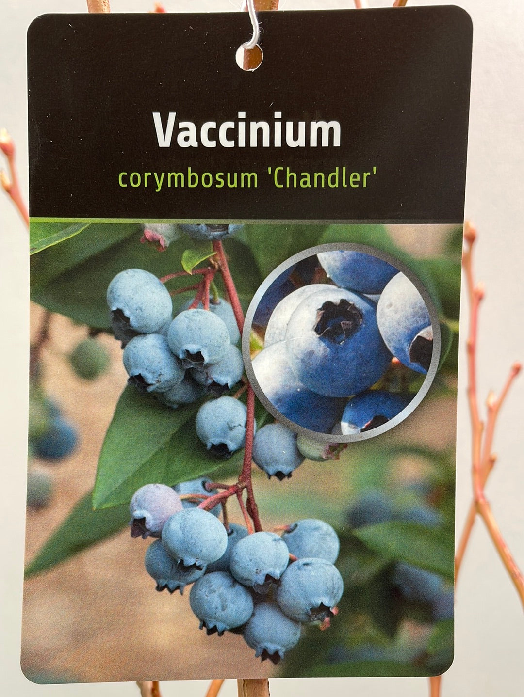 Bilde av Vaccinium corymbosum ‘Chandler’ 18 cm potte-Spanne Plantesalg