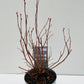 Bilde av Vaccinium corymbosum ‘Duke’ 16 cm potte-Spanne Plantesalg