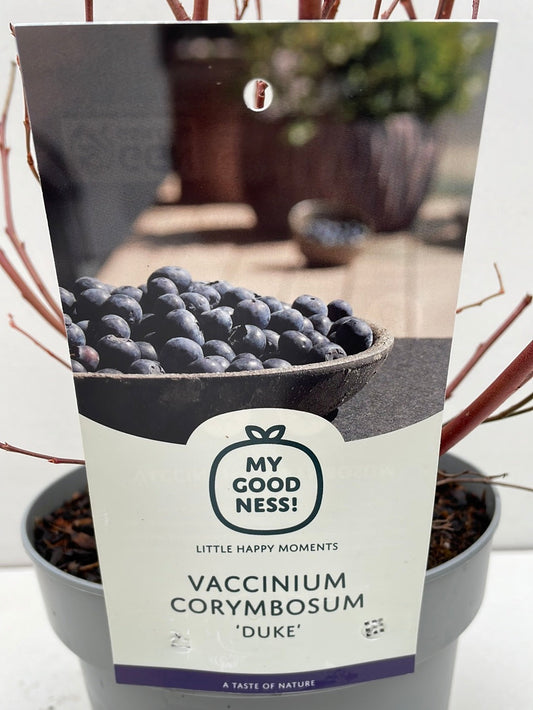 Bilde av Vaccinium corymbosum ‘Duke’ 16 cm potte-Spanne Plantesalg