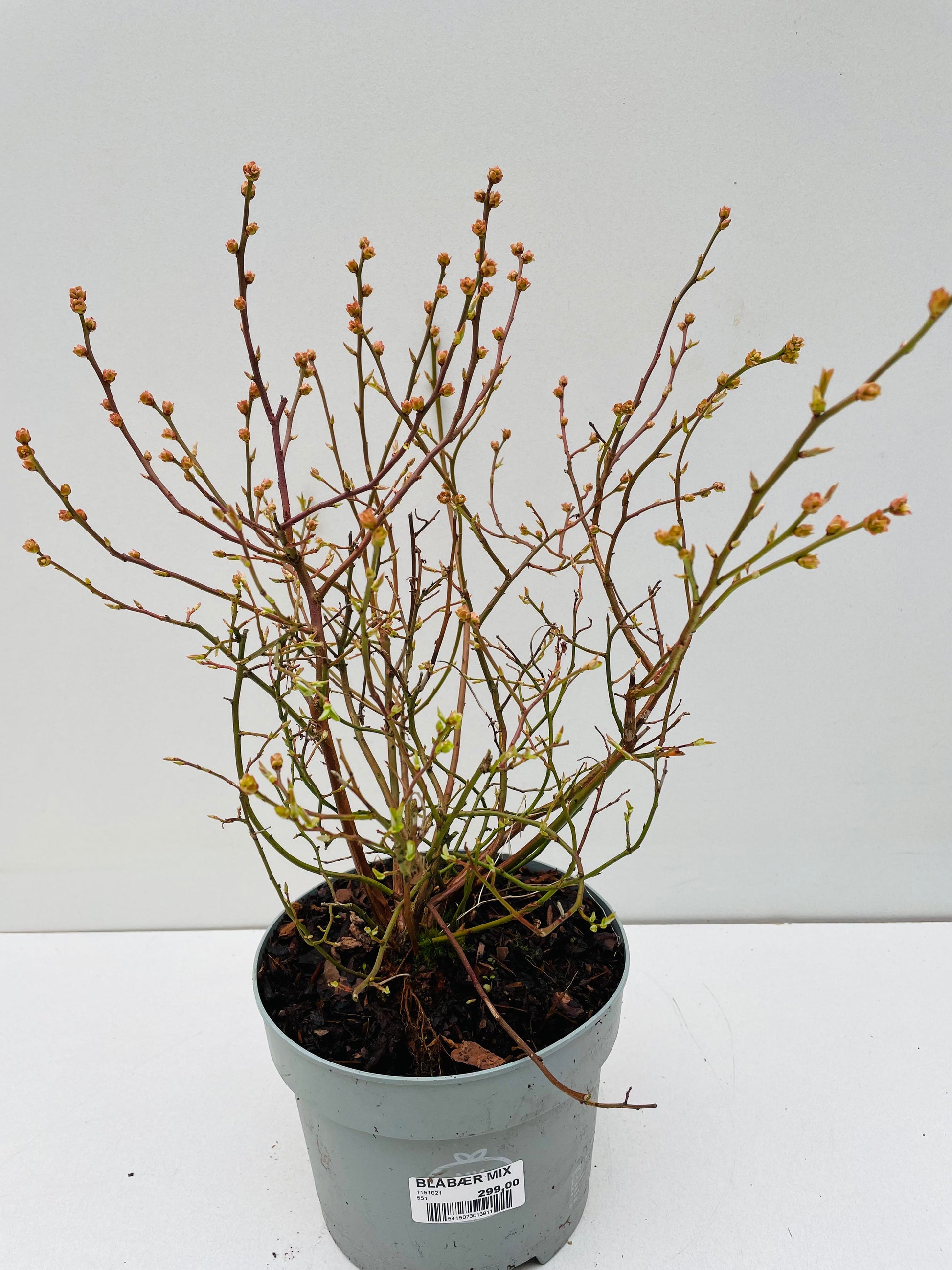 Bilde av Vaccinium corymbosum ‘North country’ 16 cm potte-Spanne Plantesalg