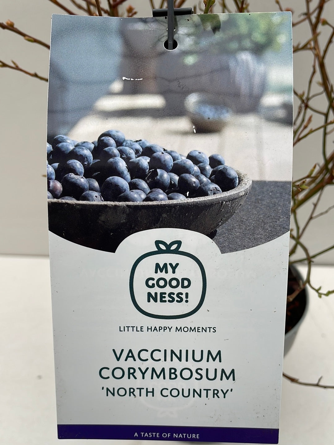 Bilde av Vaccinium corymbosum ‘North country’ 16 cm potte-Spanne Plantesalg