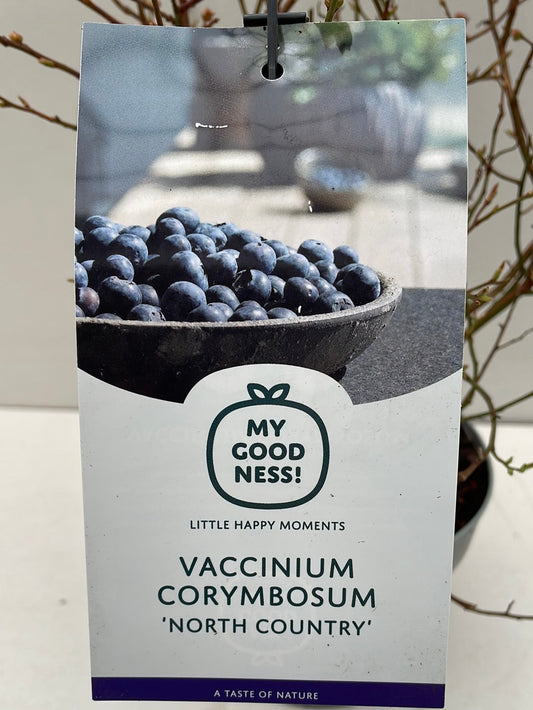 Bilde av Vaccinium corymbosum ‘North country’ 16 cm potte-Spanne Plantesalg