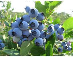 Bilde av VACCINIUM CORYMBOSUM SPARTAN-Spanne Plantesalg