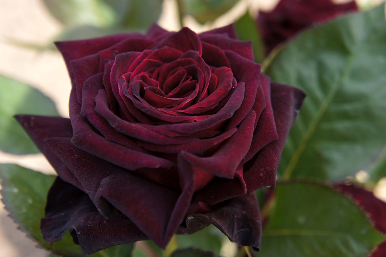 Bilde av Black Baccara®-Spanne Plantesalg