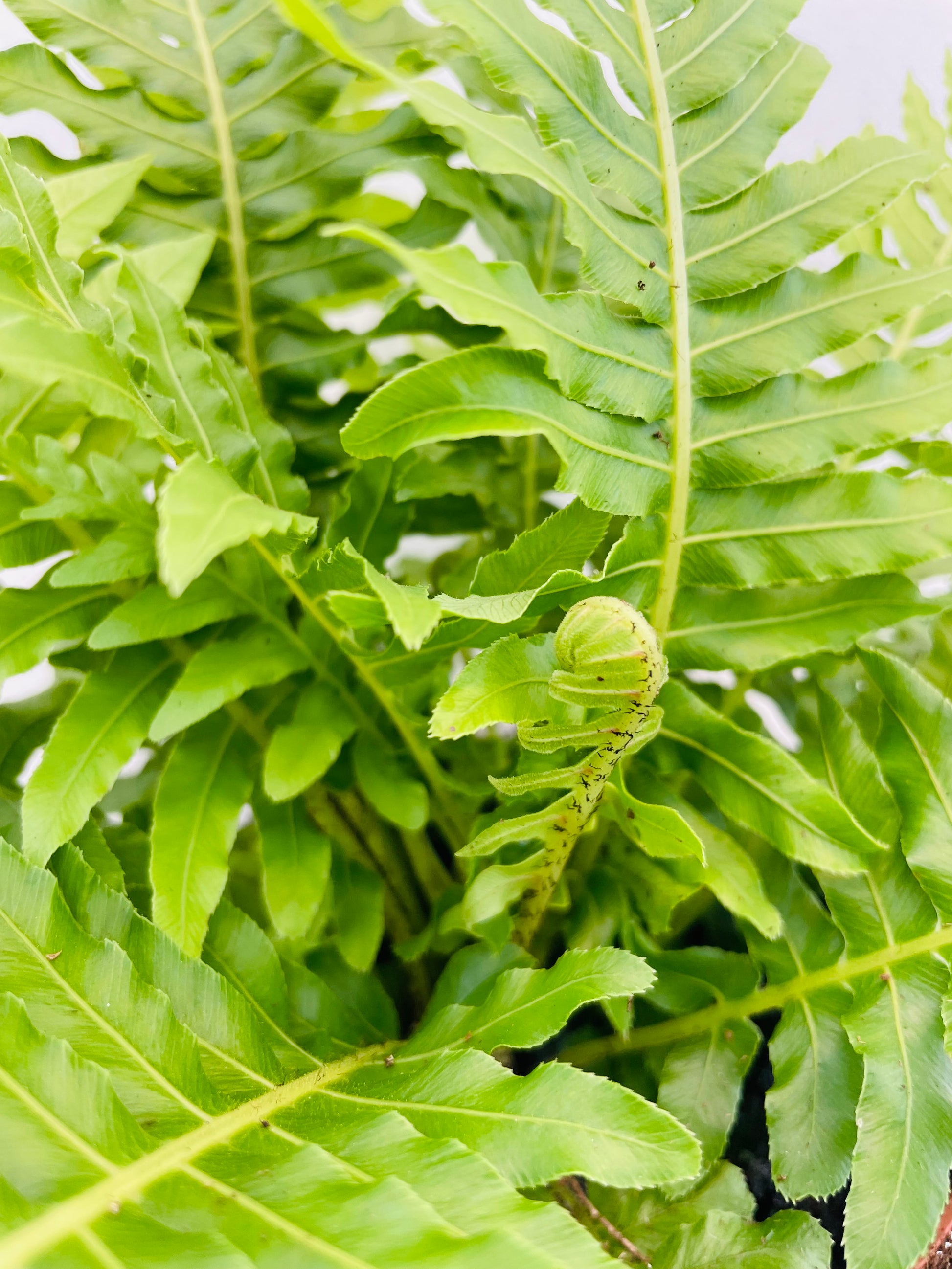 Bilde av Blechnum ‘Silver Lady’-Spanne Plantesalg