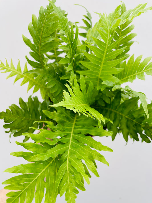 Bilde av Blechnum ‘Silver Lady’-Spanne Plantesalg
