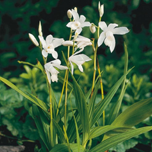 Bilde av Bletilla striata 'Alba'-Spanne Plantesalg