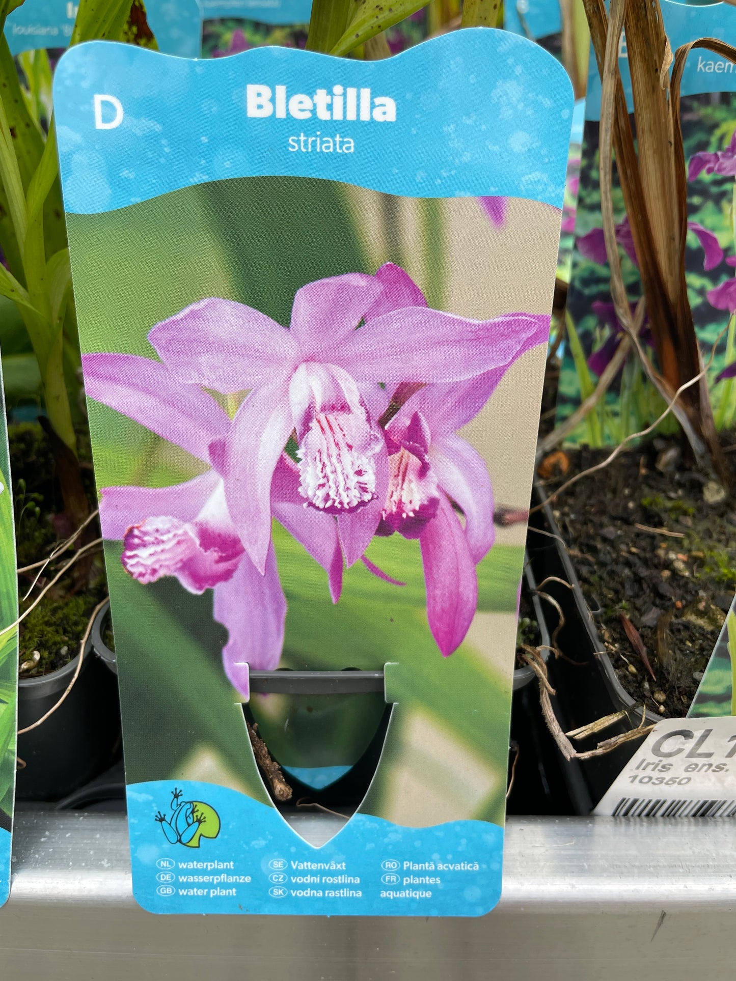 Bilde av Bletilla striata-Spanne Plantesalg