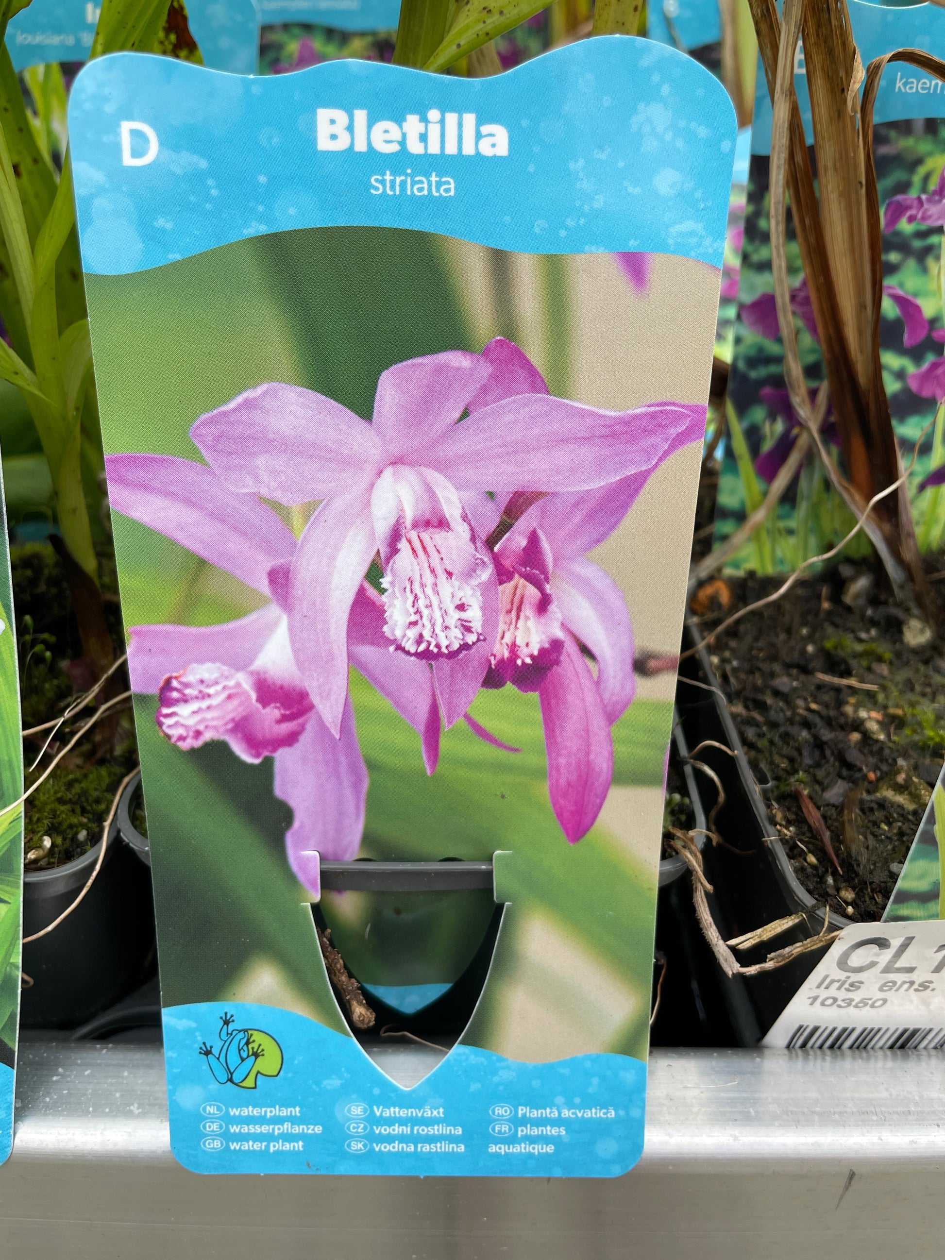 Bilde av Bletilla striata-Spanne Plantesalg